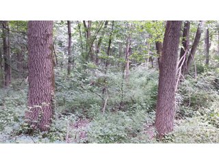 Property photo 5 - Real Estate Auction - 125.5 Acres in 6 Tracts - Tillable Farmland, Country Home, Building Sites, Wooded Land